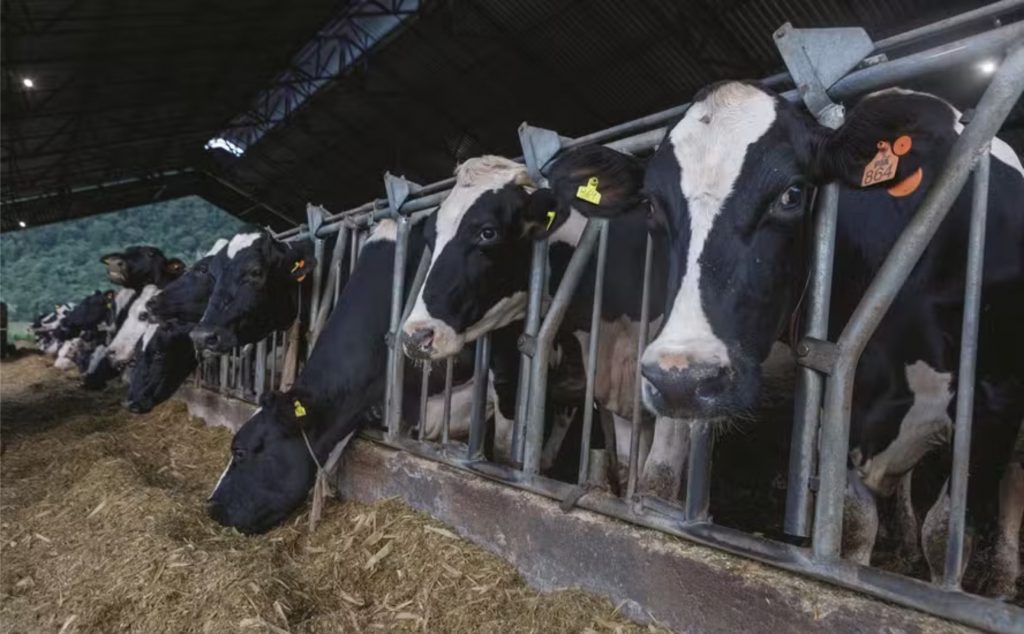 Dados. Planejamento para redução de custos e atenção com a rastreabilidade são pontos importantes para uma boa gestão da pecuária leiteira — Foto: Fredy Vieira