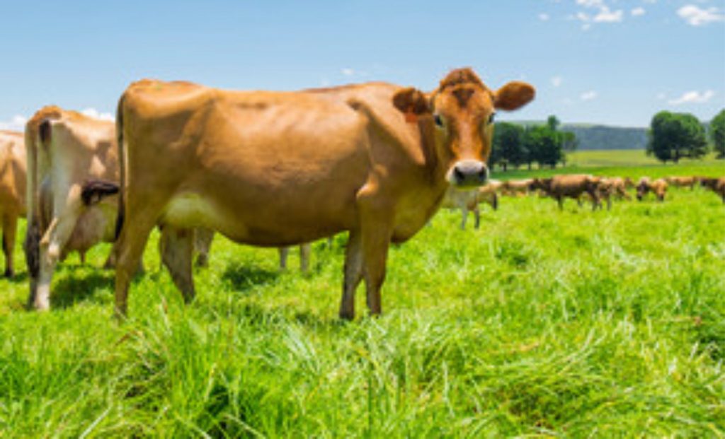 Wagner e médico veterinário José Henrique Jacarini mostram as vantagens da raça Jersey