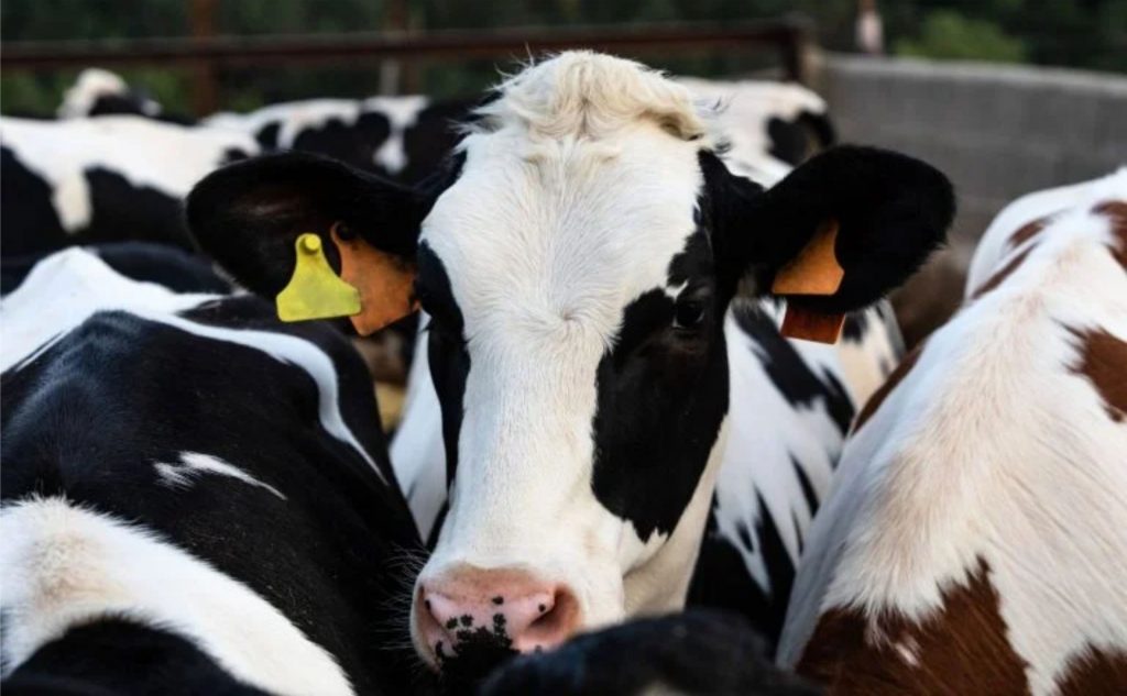 Vacas leiteiras só entram no Canadá com testes que detectam H5N1
