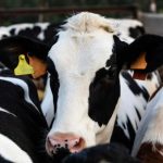 Vacas leiteiras só entram no Canadá com testes que detectam H5N1