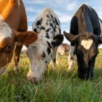 Rio Grande do Sul estão enfrentando dificuldades na oferta de pastagens