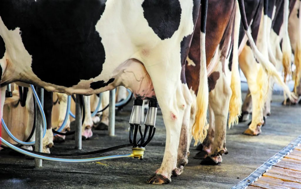 A fazenda não vai para frente sem qualidade na recria, na gestão financeira, na reprodutiva, na qualidade do leite e em tantos outros aspectos.