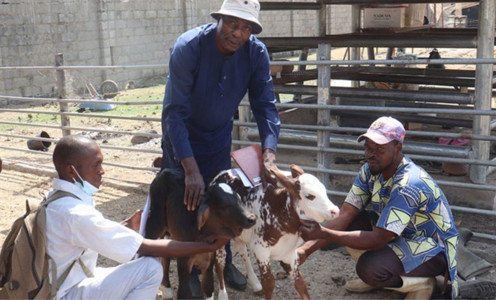 O diretor de pesquisa em genética, genômica e bioinformática da Nabda, Oyekanmi Nash, diz que os produtores nigerianos vão esperar que as novas vacas entrem em produção para substituir paulatinamente o rebanho.