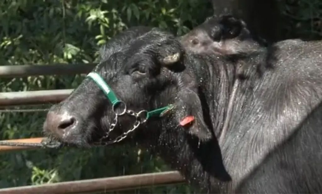 O leite de búfala é valorizado por suas propriedades nutricionais