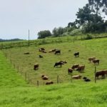 Pastagens perenes garantem sustentabilidade econômica, social e ambiental à atividade leiteira (Foto: Divulgação / Epagri)