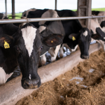 Durante a queda do preço do leite, a família começou a alimentar mais as vacas e ordenhá-las três vezes ao dia, aumentando assim a produção e os ganhos. (Foto: Divulgação)