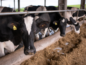 Durante a queda do preço do leite, a família começou a alimentar mais as vacas e ordenhá-las três vezes ao dia, aumentando assim a produção e os ganhos. (Foto: Divulgação)