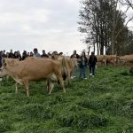 No Agroleite 2024, realizado em Castro, a Rota do Leite se destaca como uma das principais atrações, oferecendo ao público uma imersão nas práticas de pecuária leiteira da região. Foto Toninho Anhaia.