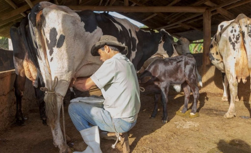 Os pequenos produtores de leite muito brevemente já poderão procurar informações completas com a sua Cooperativa.