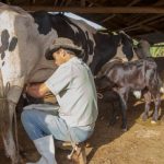 Os pequenos produtores de leite muito brevemente já poderão procurar informações completas com a sua Cooperativa.