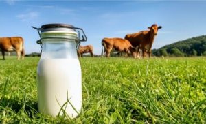 Da Nova Zelândia a Santa Fé: a receita que transformou uma fazenda leiteira argentina