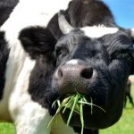 Produção de leite cresce com melhora nas pastagens