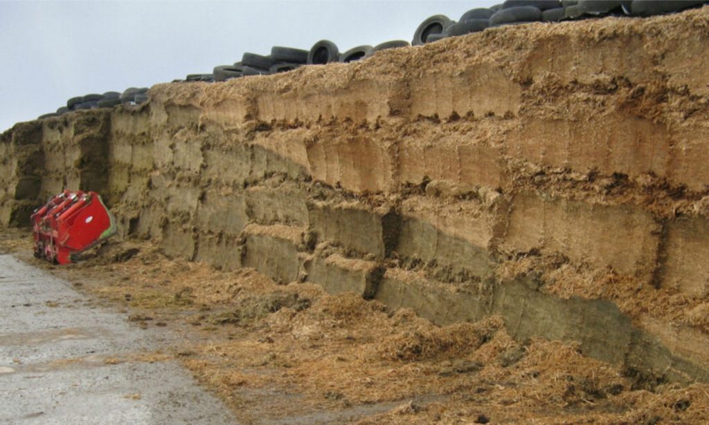 Várias observações simples podem ajudar a determinar se a silagem está quente porque ainda está esfriando ou devido à deterioração aeróbica. Foto: Canva