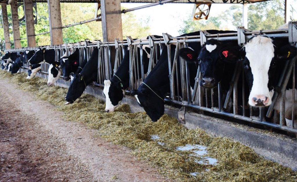 A tendência é de concentração da atividade leiteira em menos propriedades e com mais animais. produção