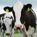 O relatório anual Global Dairy Top 20 da RaboResearch revela um ano de ganhos modestos e mudanças estratégicas no setor de laticínios. (Foto de Jakob Cotton no Unsplash)