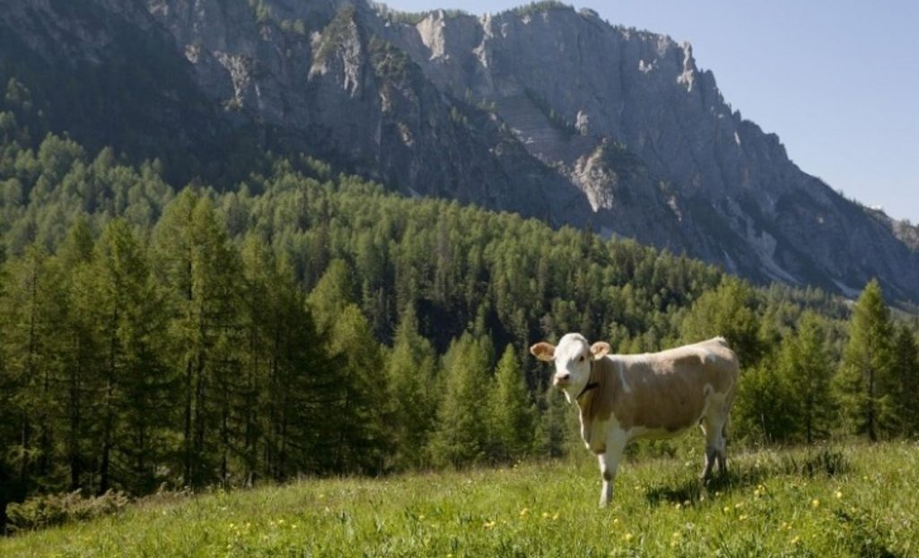 As vacas leiteiras estão indiretamente ligadas ao desmatamento por meio do consumo de ração. Fonte da imagem: Getty Images/John Giustina