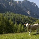 As vacas leiteiras estão indiretamente ligadas ao desmatamento por meio do consumo de ração. Fonte da imagem: Getty Images/John Giustina