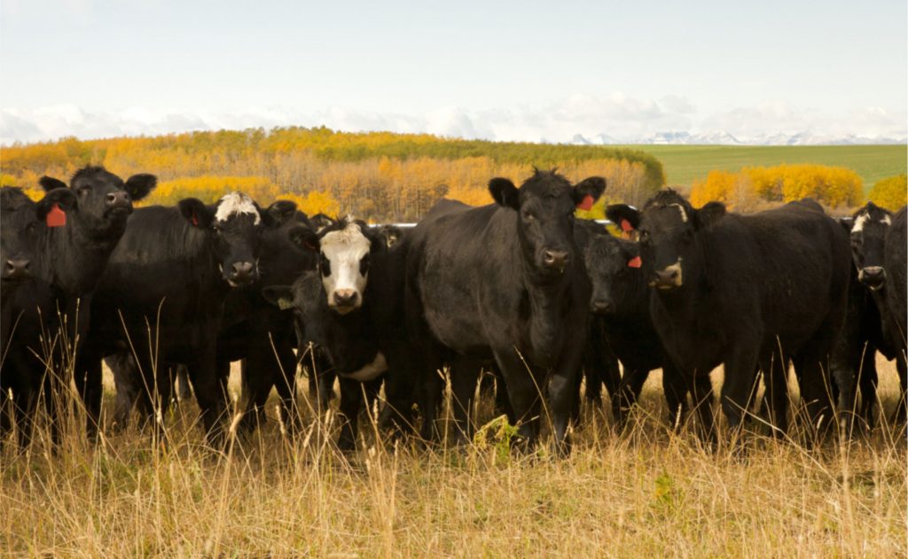 A iniciativa começou com experimentos realizados em 2021, envolvendo a inseminação de vacas leiteiras com sêmen de Angus. CooperAliança