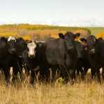 A iniciativa começou com experimentos realizados em 2021, envolvendo a inseminação de vacas leiteiras com sêmen de Angus. CooperAliança