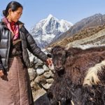 Os iaques, com seu leite, carne e pele, proporcionam uma linha de vida econômica para as comunidades rurais que criam os animais. Imagem: Getty/hadynyah