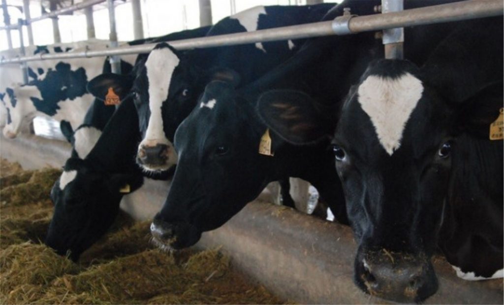 O animal com mais conforto produz mais. Outra vantagem é que o cooperado consegue ter mais animais em menos área”, reforça Ichikawa.