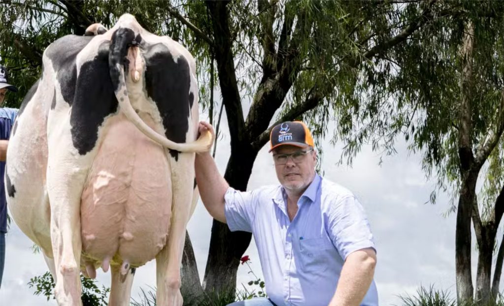 Com 200 vacas em lactação e produção de 8.400 litros de leite por dia, Armando Rabbers comemora os resultados da ordenha robótica — Foto: Fazenda Genética Arm / Divulgação Leite