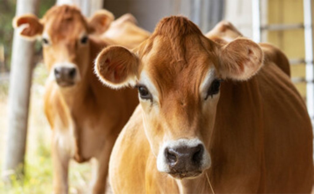 Segundo Felipini, a prática de deixar as vacas Jersey no pasto durante o dia e alimentá-las com ração à noite é viável