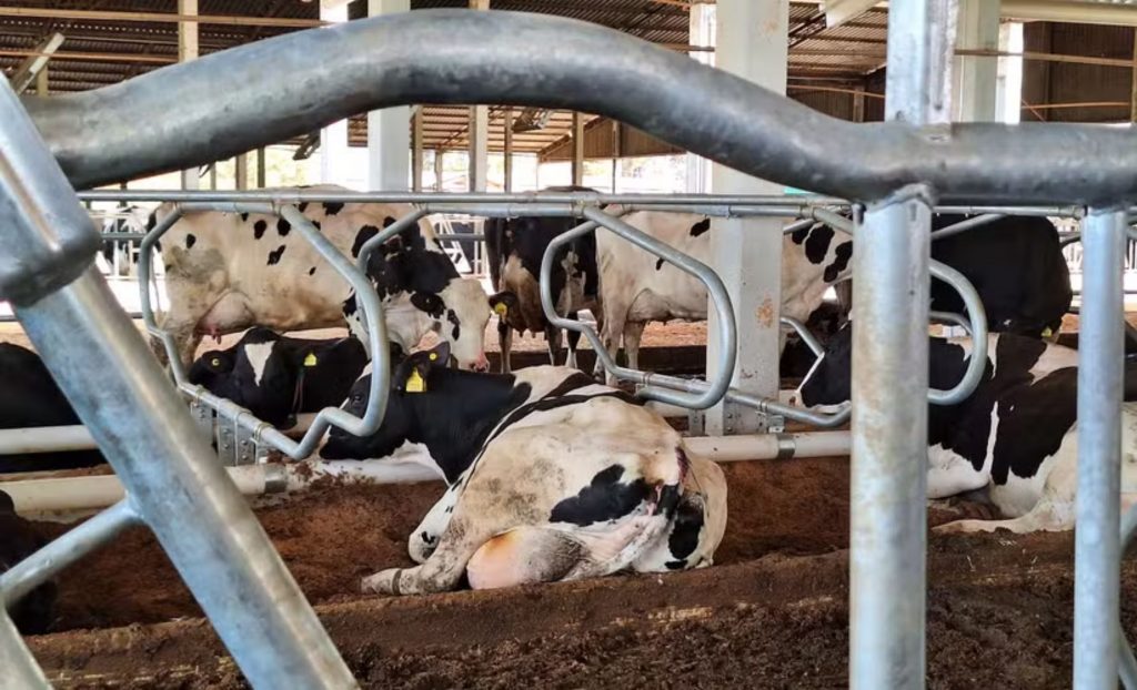 Chácara Drentina em Castro (PR) está investindo no sistema de Free Stall para confinamento de vacas leiteiras — Foto: Carolina Mainardes / Globo Rural