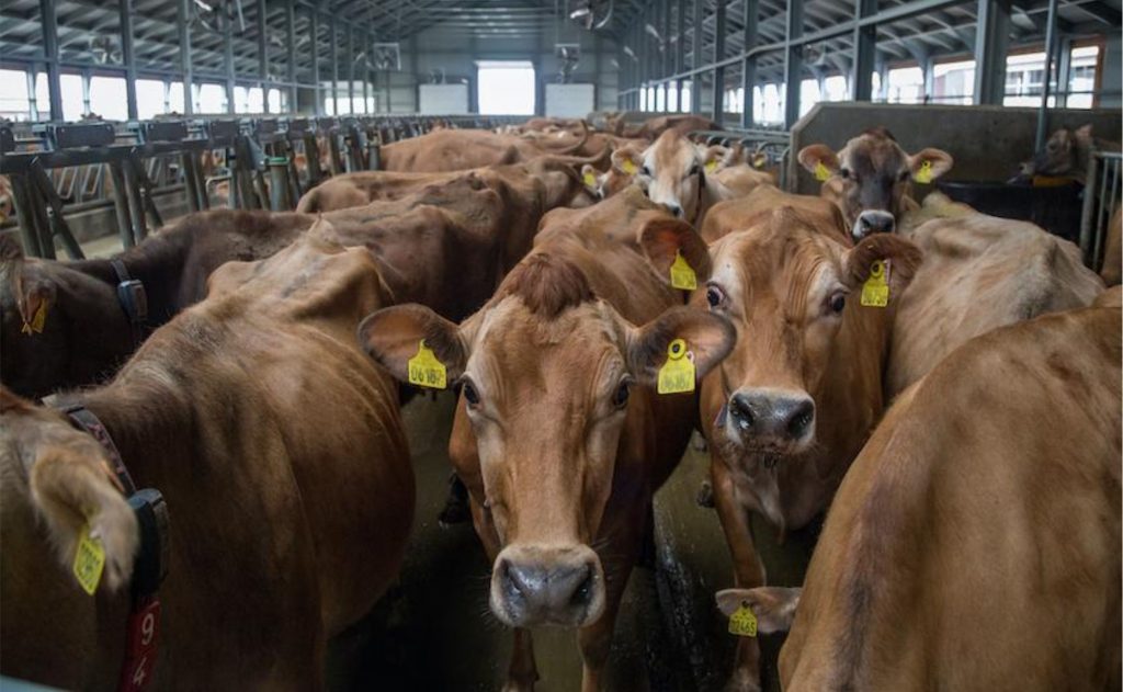 A pontuação da extremidade da teta é uma boa maneira de obter informações sobre o processo de ordenha e se algo precisa ser ajustado para melhorar o cuidado e o conforto da vaca. (Foto de arquivo)