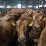 A pontuação da extremidade da teta é uma boa maneira de obter informações sobre o processo de ordenha e se algo precisa ser ajustado para melhorar o cuidado e o conforto da vaca. (Foto de arquivo)