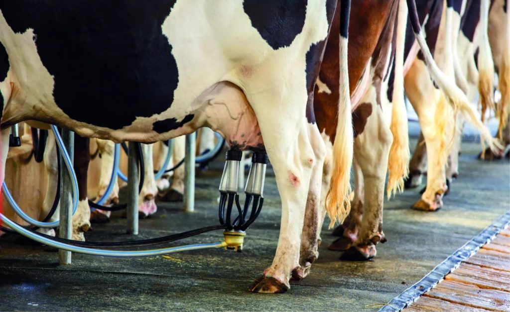 Referência, A premiação é realizada pelo Sindilat/RS, juntamente com a Emater/RS e a Secretaria Estadual de Desenvolvimento Rural (SDR).