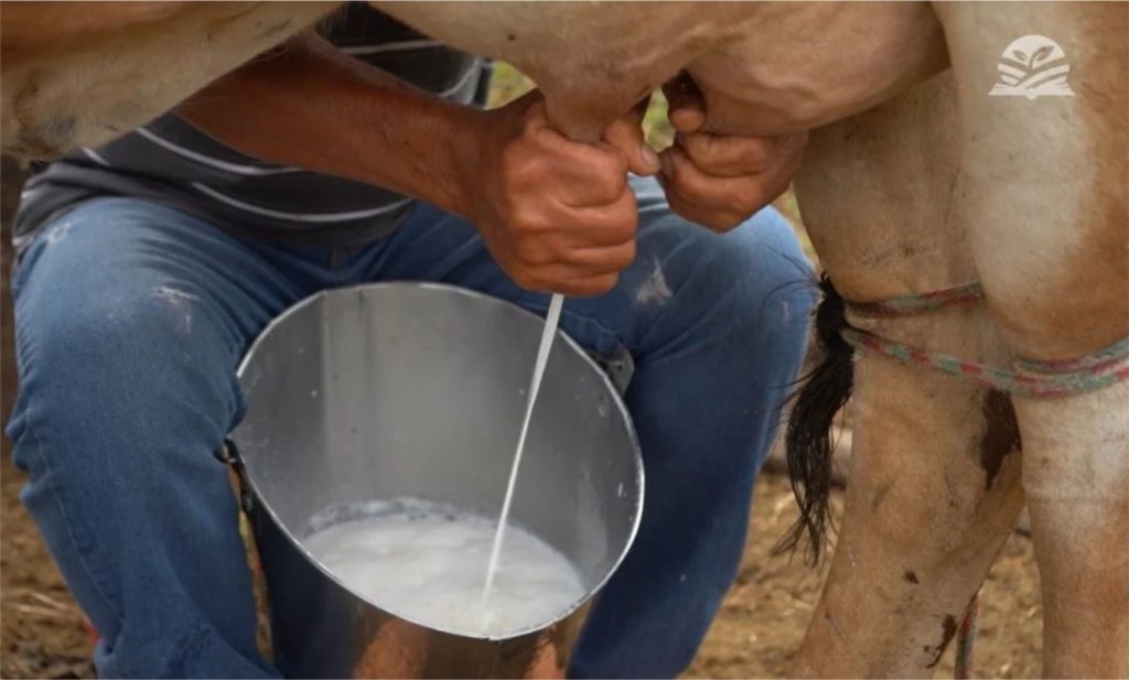 A produção de leite do Sítio Duas Irmãs é transformada em queijo.