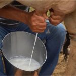 A produção de leite do Sítio Duas Irmãs é transformada em queijo.