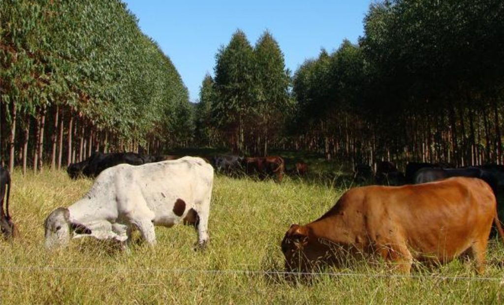 O bem-estar animal, o cuidado às pessoas do campo, a gestão da água e a conservação do solo são pilares de programa da Nestlé