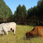 O bem-estar animal, o cuidado às pessoas do campo, a gestão da água e a conservação do solo são pilares de programa da Nestlé