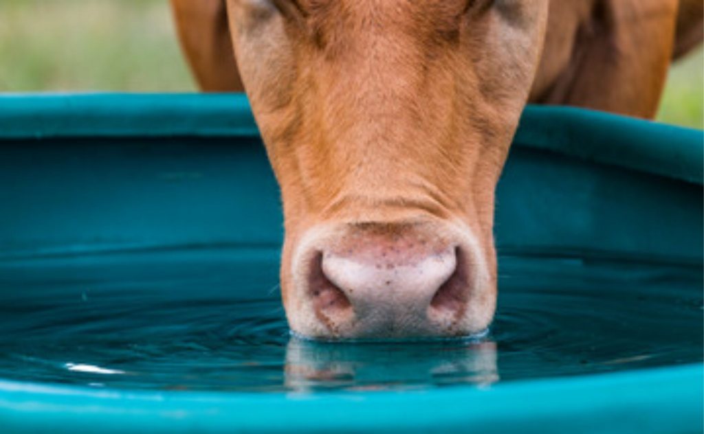 o tempo prolongado em pé sob estresse por calor pode explicar as taxas mais altas de lesões no casco observadas no final do verão