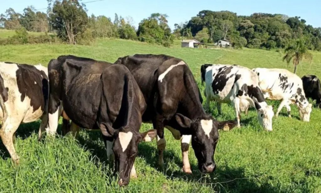 a incerteza climática para os próximos meses, com previsão de seca severa, faz com que alguns produtores hesitem em eliminar as pastagens para otimizar o plantio de milho.