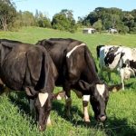 a incerteza climática para os próximos meses, com previsão de seca severa, faz com que alguns produtores hesitem em eliminar as pastagens para otimizar o plantio de milho.