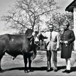 De acordo com Guilherme Sachetim, neto de Cid, Krishna é o ponto de virada na história da pecuária no Brasil.