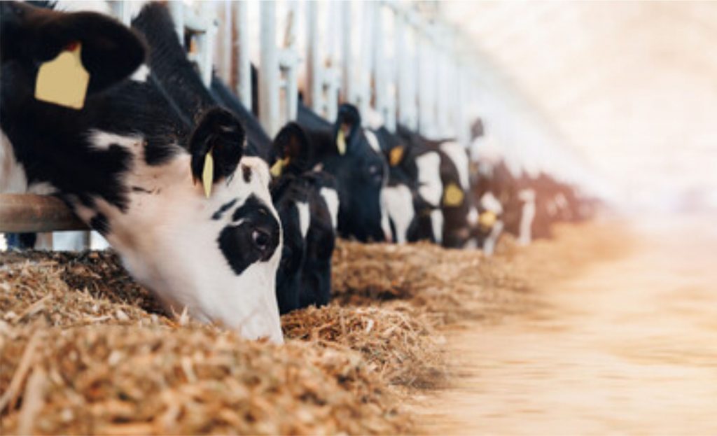 A recuperação da produção, como era previsto no início de agosto, não aconteceu sobretudo devido ao clima extremo. Oferta