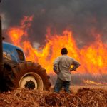 Nos últimos dias, a secretaria disponibilizou R$ 110 milhões aos produtores do Estado que foram afetados pelo fogo via Fundo de Expansão do Agronegócio Paulista. incêndios