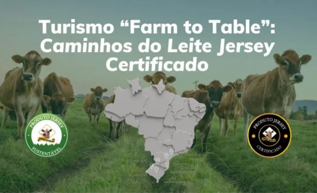 Explore os caminhos do leite Jersey, uma jornada que revela o melhor da produção de queijos finos e demais lácteos no Brasil.