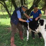 Mas para Franck, acima de tudo, o principal papel do veterinário da Emater é trabalhar com as pessoas.