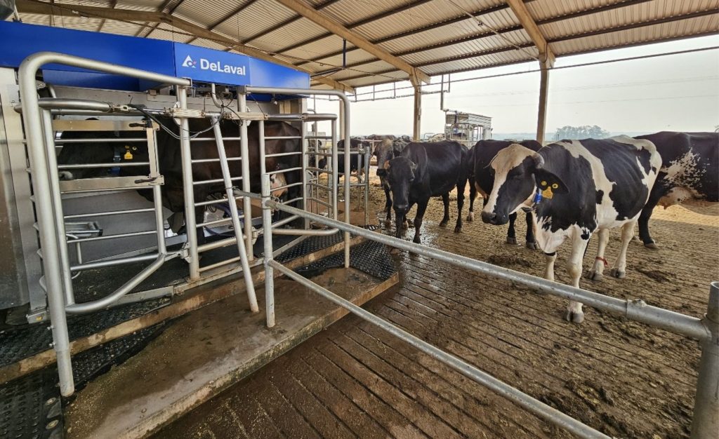 Automatiza. Trouxemos as doadoras de embriões para nossa fazenda e desenvolvemos uma genética de animais mansos e dóceis, produtivos e longevos.