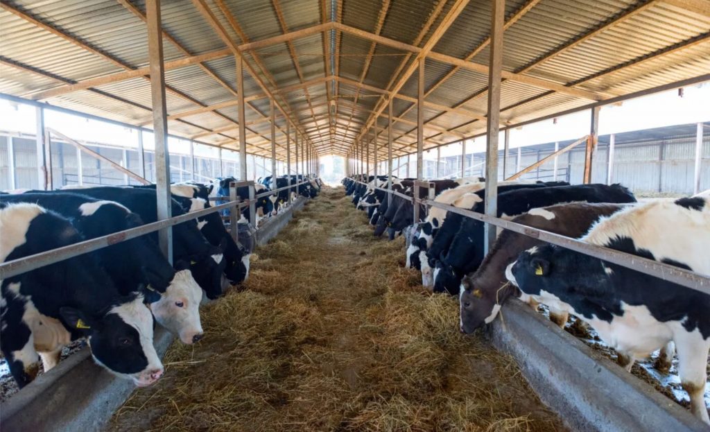 As vacas foram alojadas em um sistema de Compost Barn equipado com ventiladores e aspersores.