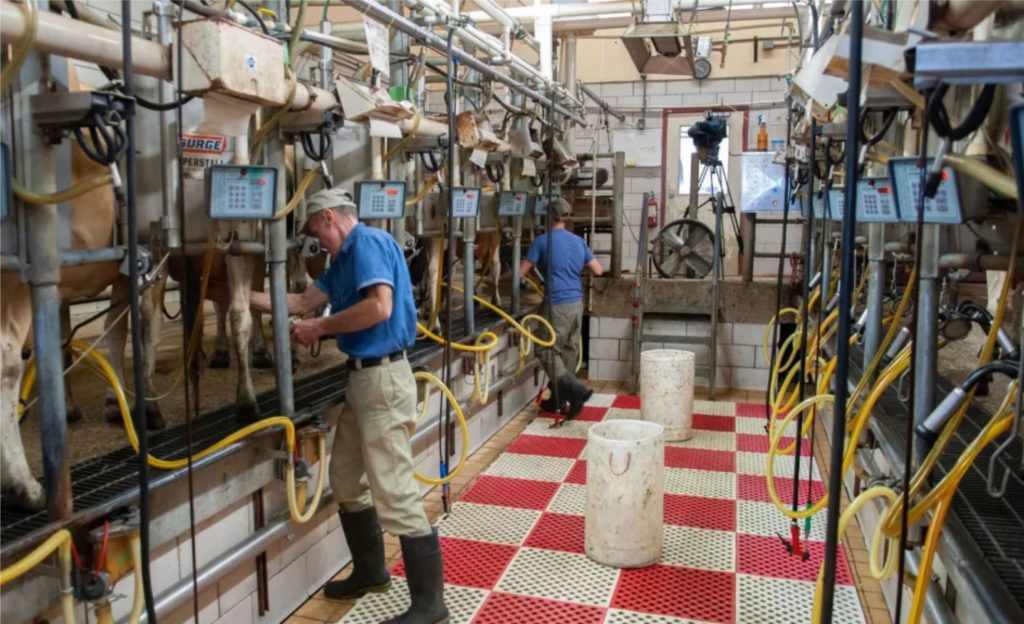 Cruzamentos leiteiros: especialista tira dúvidas para turbinar a ordenha na fazenda