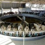 Apesar da produção recorde de leite no Brasil, o número de vacas ordenhadas decresceu.