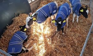 Matthew Hicks Staff could not believe what happened when four calves were born healthy at the dairy farm