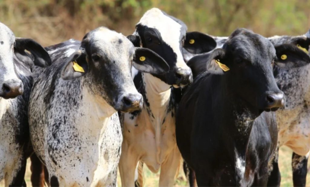 Conheça o gado ideal para produção de leite a pasto com foco na qualidade do queijo