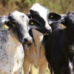 Conheça o gado ideal para produção de leite a pasto com foco na qualidade do queijo